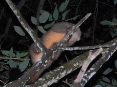 Aotus lemurinus