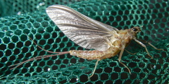 Ephemerella subvaria