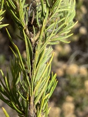 Phylica plumosa horizontalis