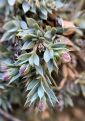 Glossopetalon pungens