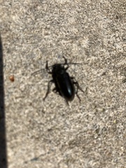 Tarpela micans