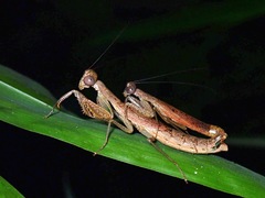 Compsomantis