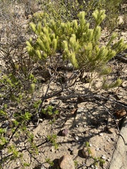 Phylica plumosa horizontalis