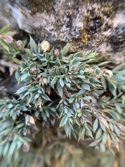 Glossopetalon pungens