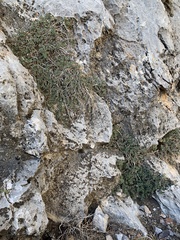 Glossopetalon pungens