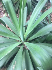 Agave desmettiana