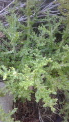 Arctotis aspera aspera