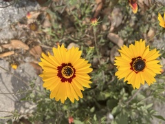 Coreopsis basalis