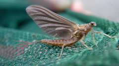 Ephemerella subvaria