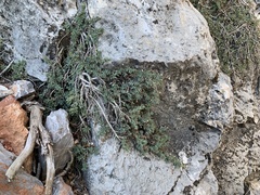 Glossopetalon pungens