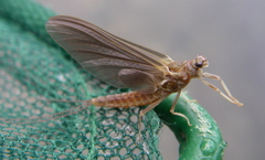 Ephemerella subvaria