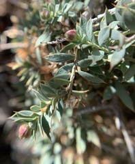 Glossopetalon pungens