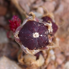 Mesembryanthemoideae