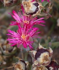 Mesembryanthemoideae