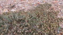 Mesembryanthemoideae