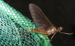 Ephemerella subvaria