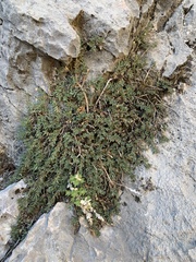 Glossopetalon pungens