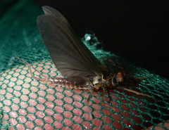 Ephemerella subvaria