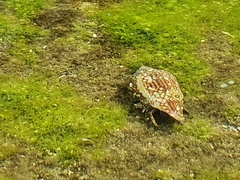 Clibanarius eurysternus