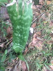 Sansevieria