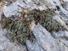 Glossopetalon pungens