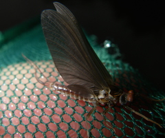 Ephemerella subvaria
