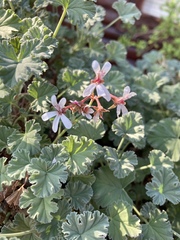Pelargonium fragrans