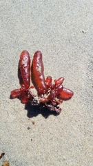 Botryocladia pseudodichotoma