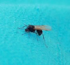 Myrmicaria nigra