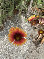 Gaillardia pulchella