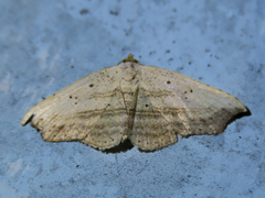 Phalacra