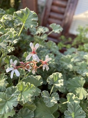Pelargonium fragrans