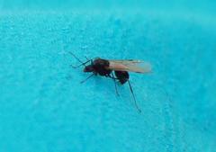 Myrmicaria nigra