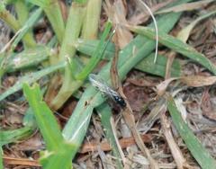 Myrmicaria nigra