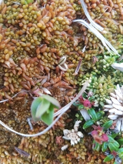Pinguicula villosa