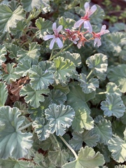 Pelargonium fragrans