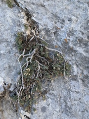 Glossopetalon pungens