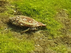 Clibanarius eurysternus