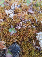 Pinguicula villosa