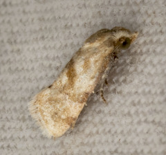Platphalonidia felix