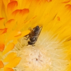 Megapalpus capensis