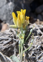 Physaria kingii