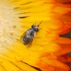 Megapalpus capensis