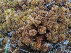 Sphagnum austinii