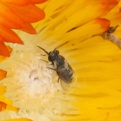 Megapalpus capensis
