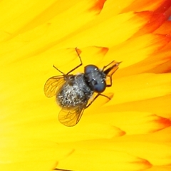 Megapalpus capensis