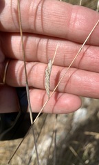 Liliopsida