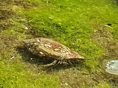 Clibanarius eurysternus