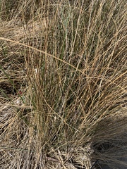 Liliopsida