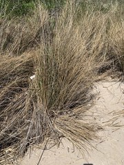 Liliopsida
